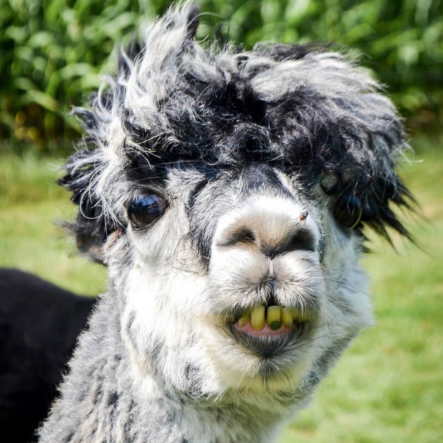 3 Смешные ламы