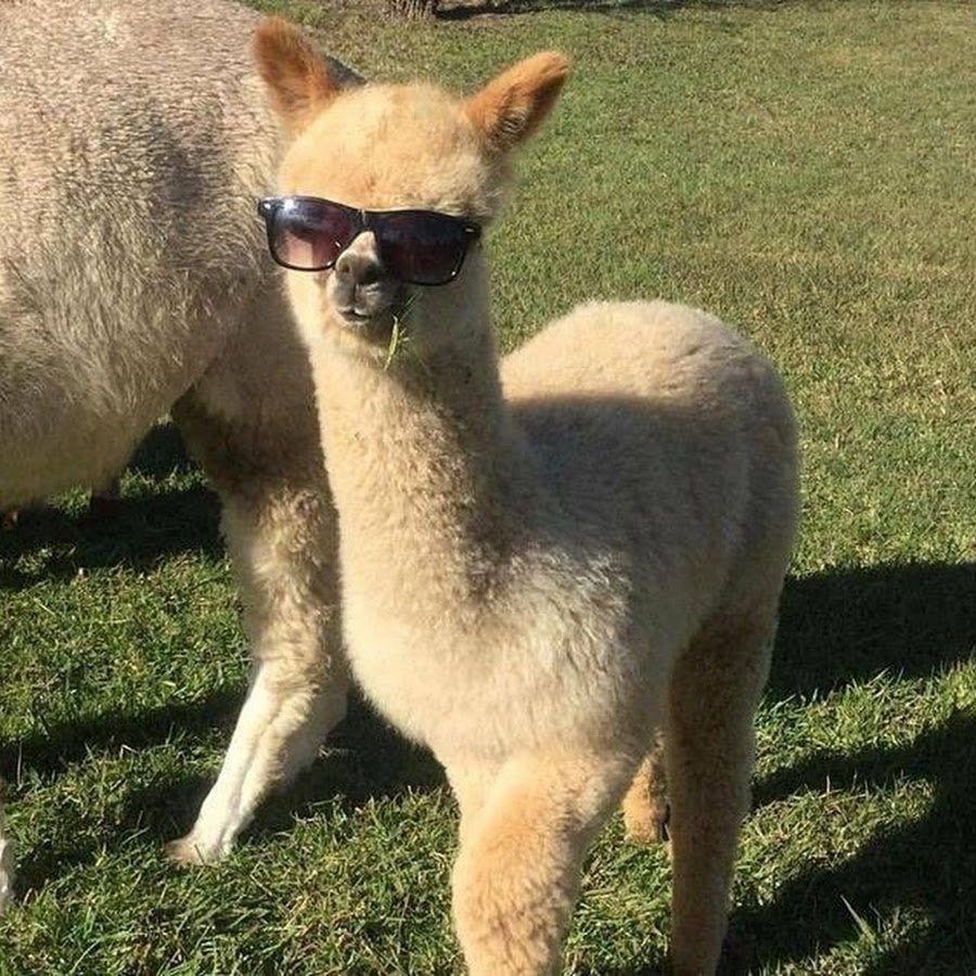 Альпака смешная
