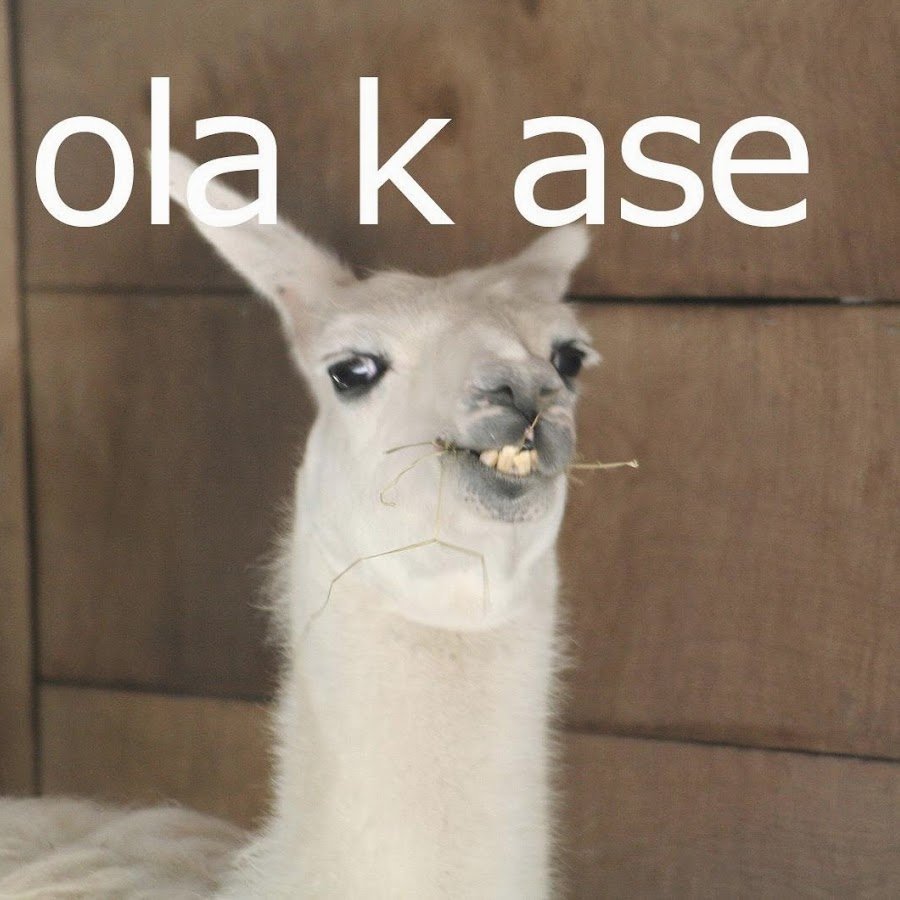 Бонжур Мем лама