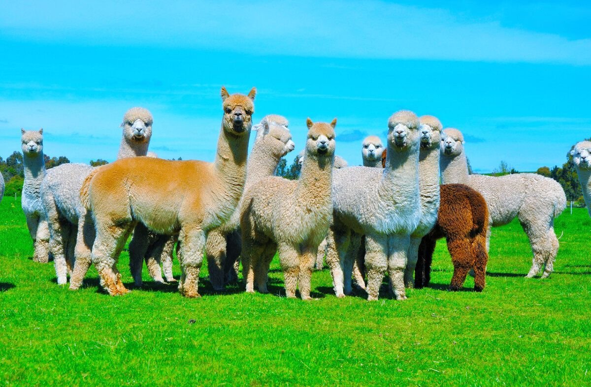 Альпака Южная Америка