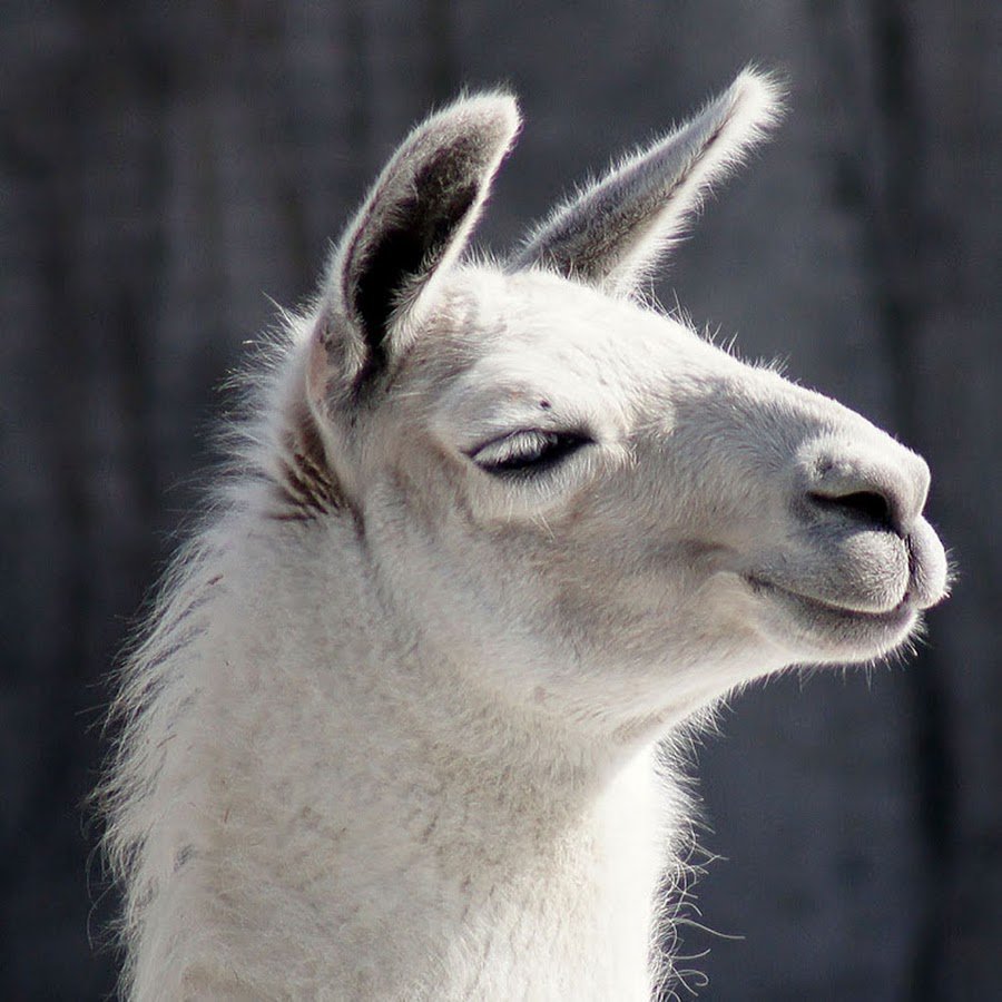 Ламы откусывают яйца