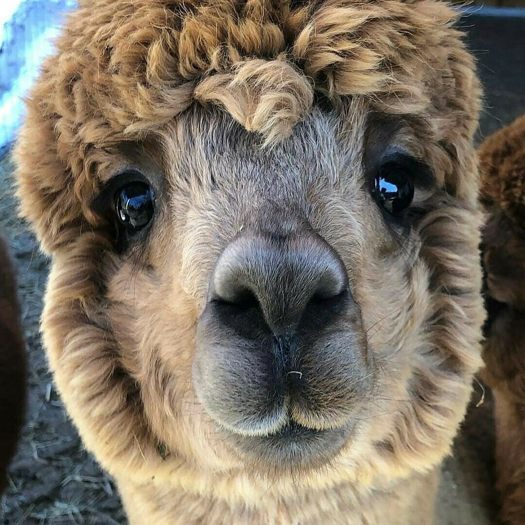 Кучерявые животные