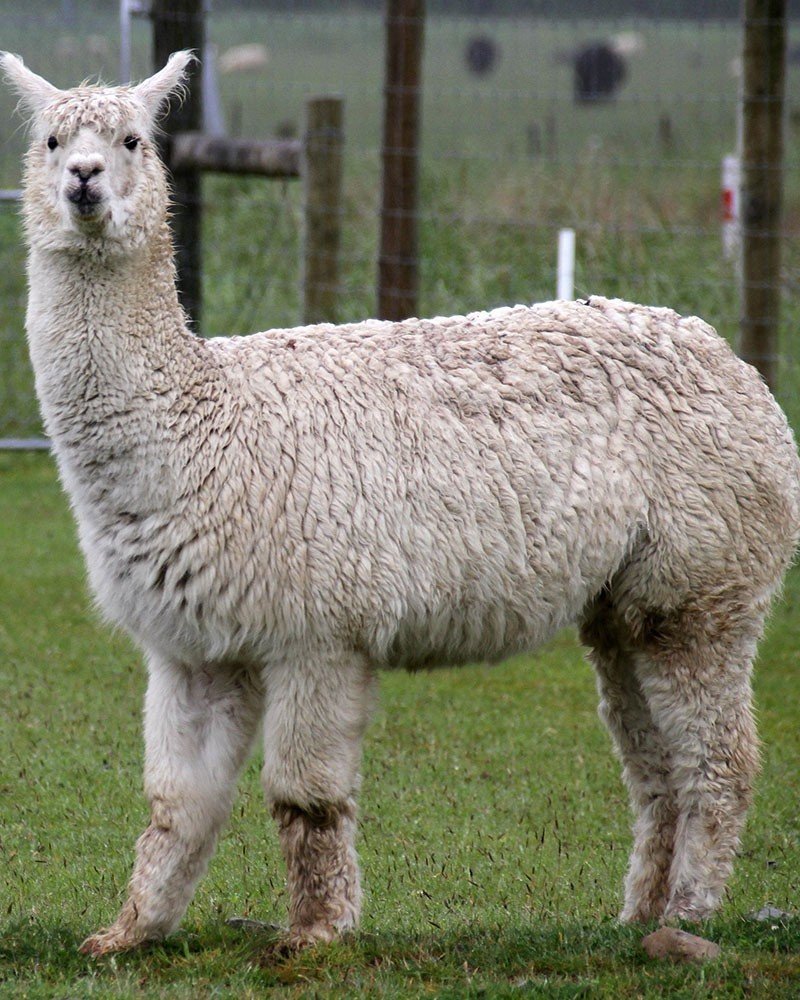Альпака Викунья лама