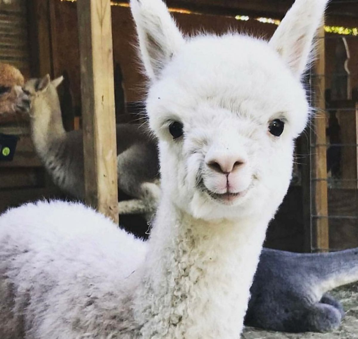 Лама альпака белая