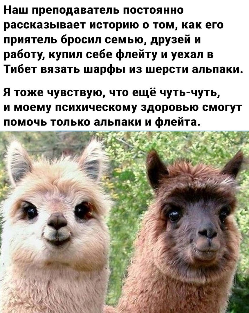 Альпака откусывает яйца
