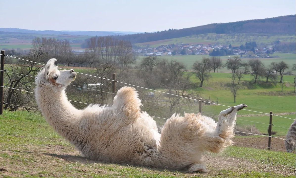 Альпака, вид ламы