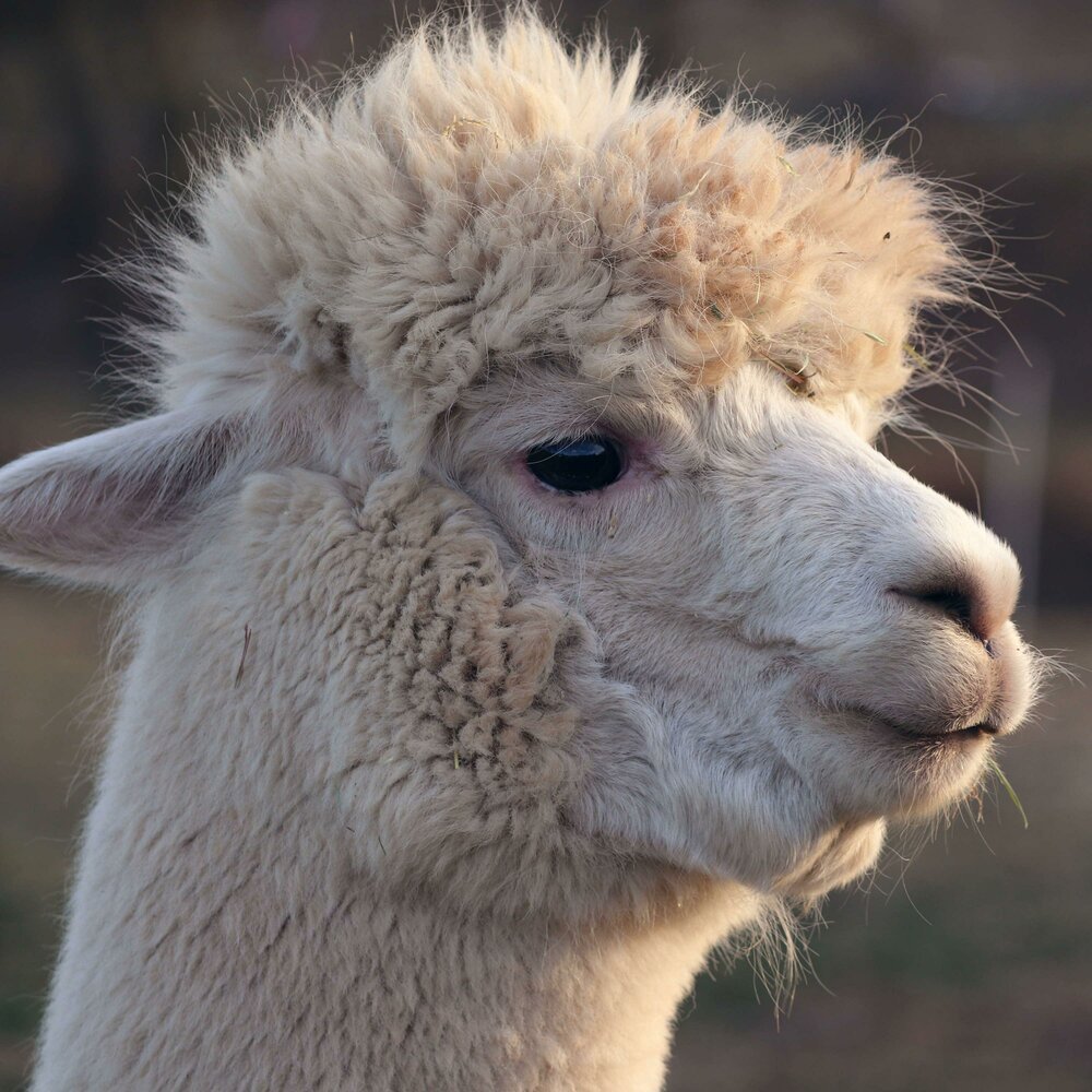 Ферма альпак в Башкирии