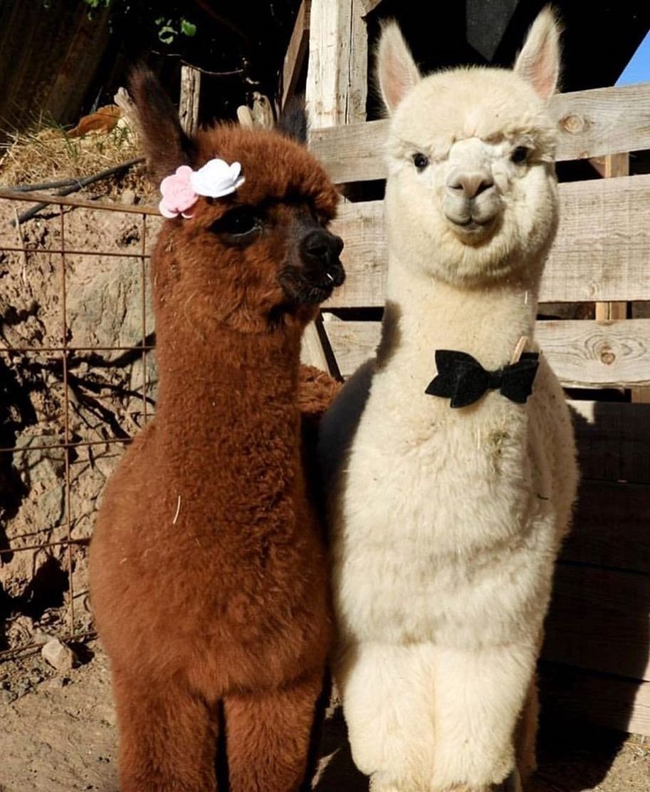 Карликовая лама альпака