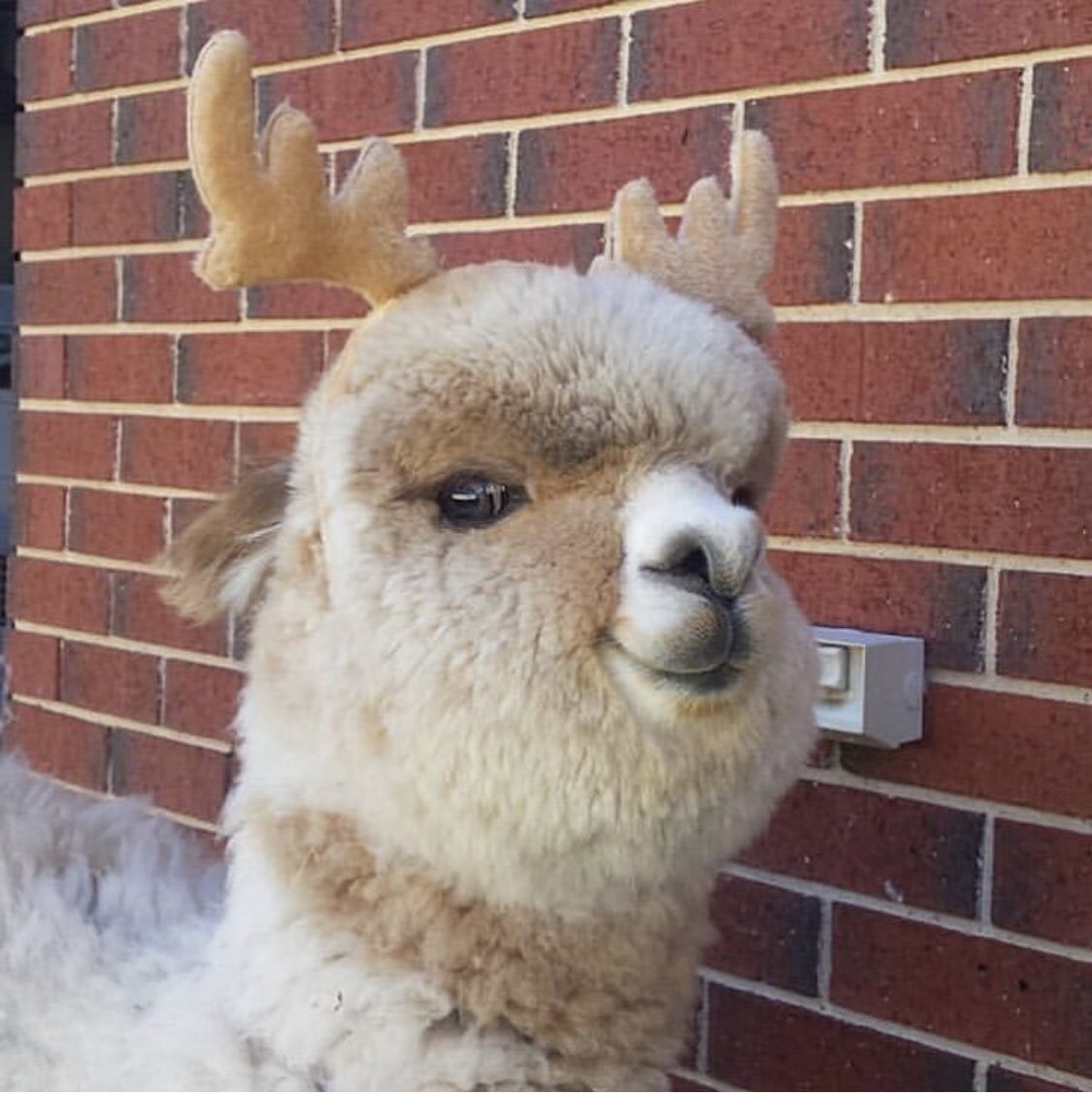 Лама с челкой
