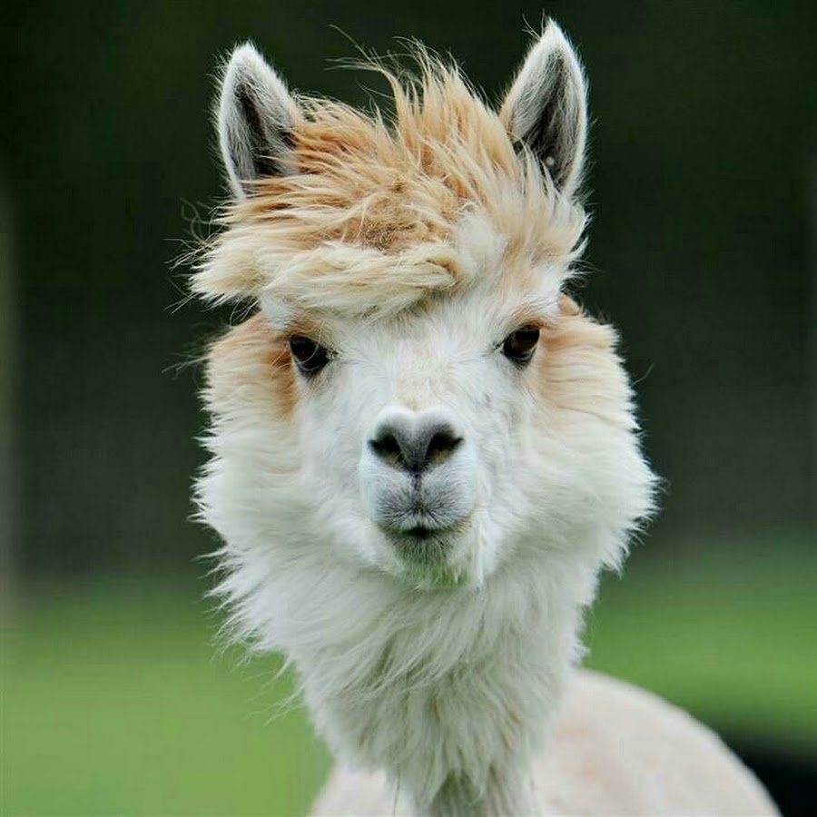 Мими альпака