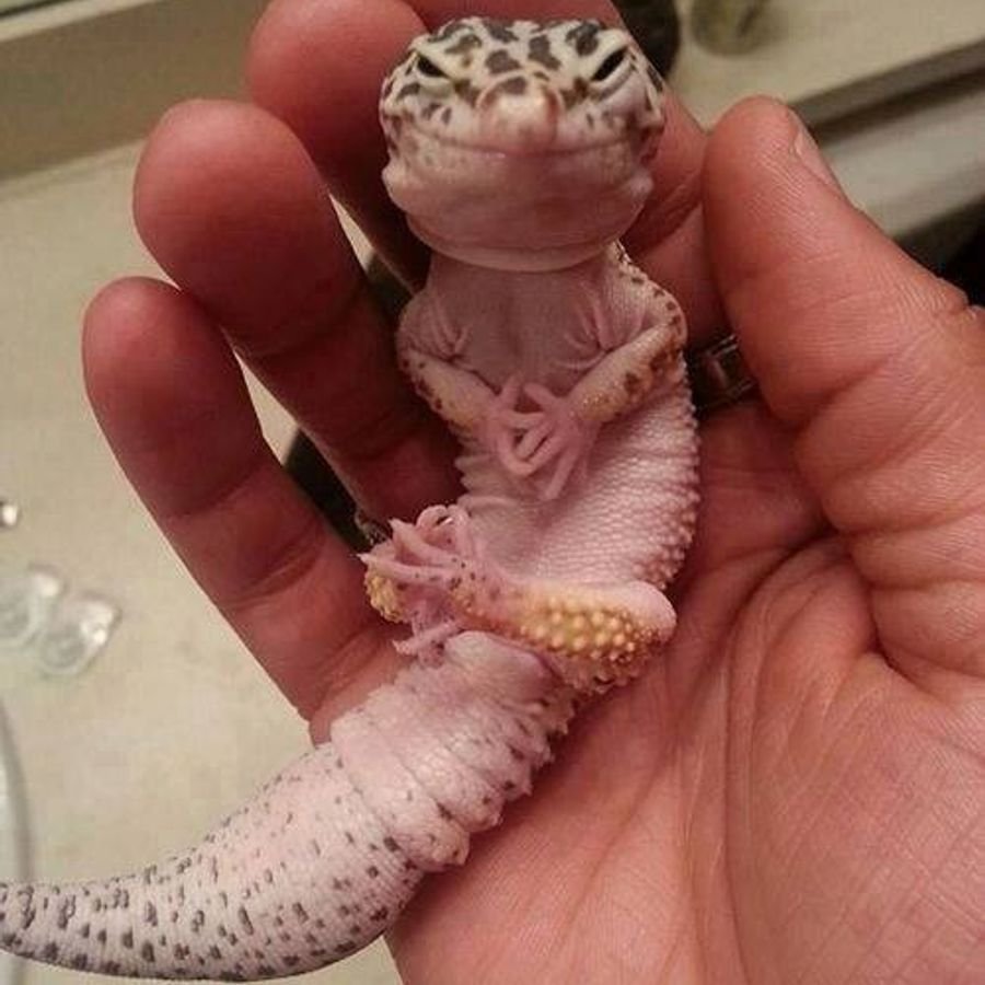 Пятнистый эублефар