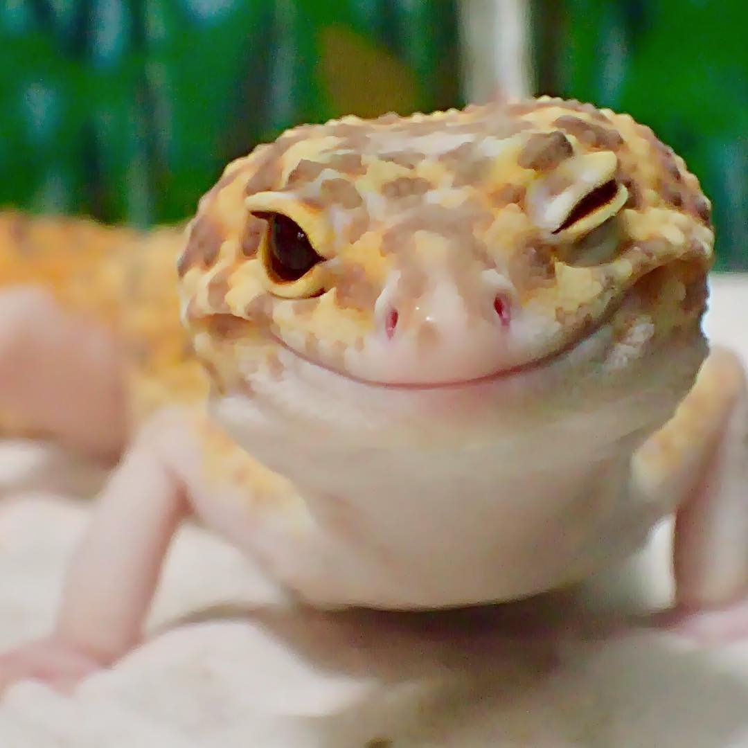 Геккон эублефар улыбка