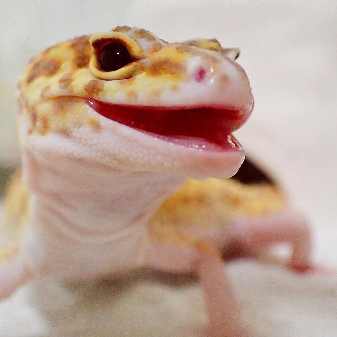 Геккон эублефар улыбка