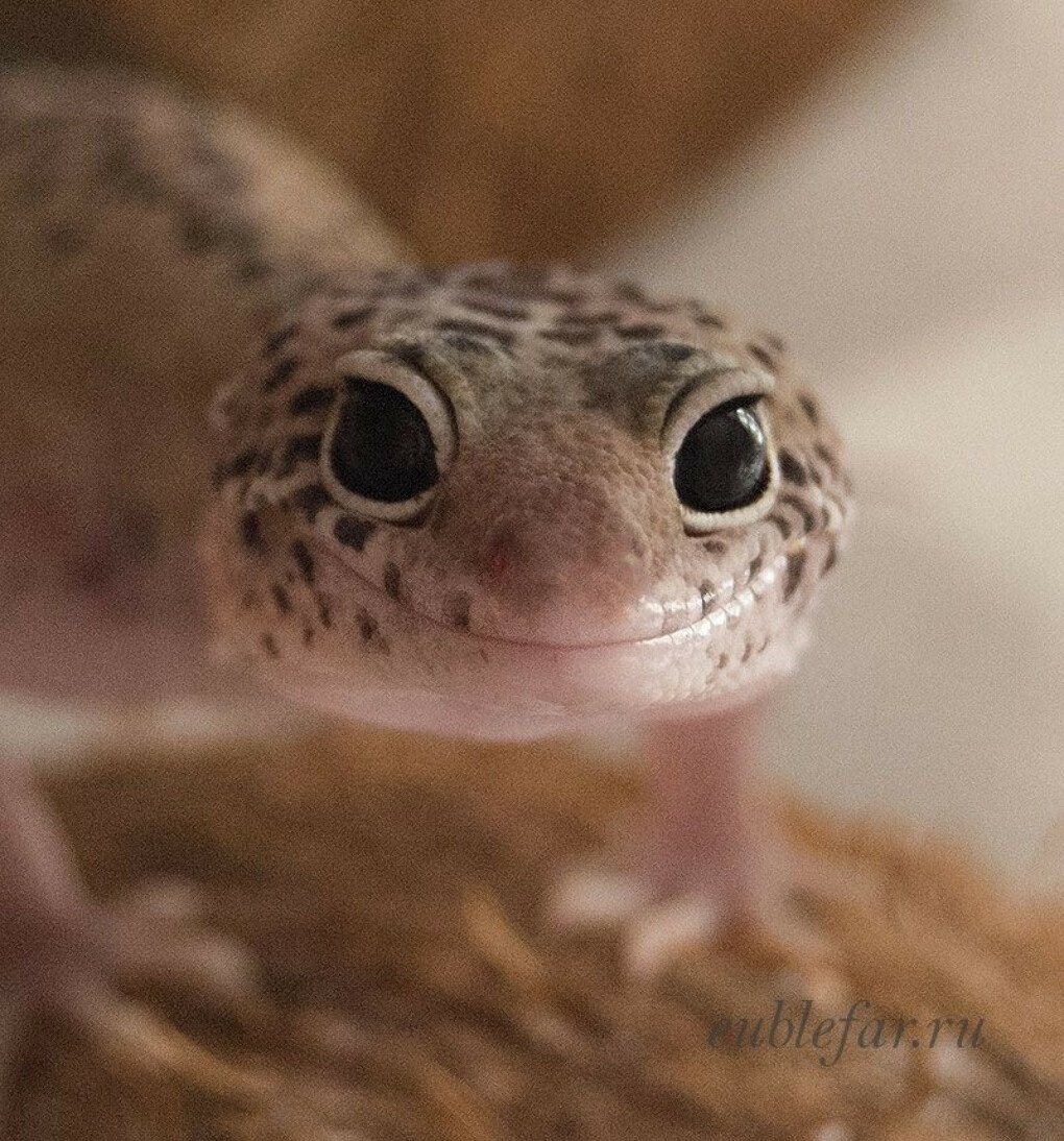 Пятнистый эублефар