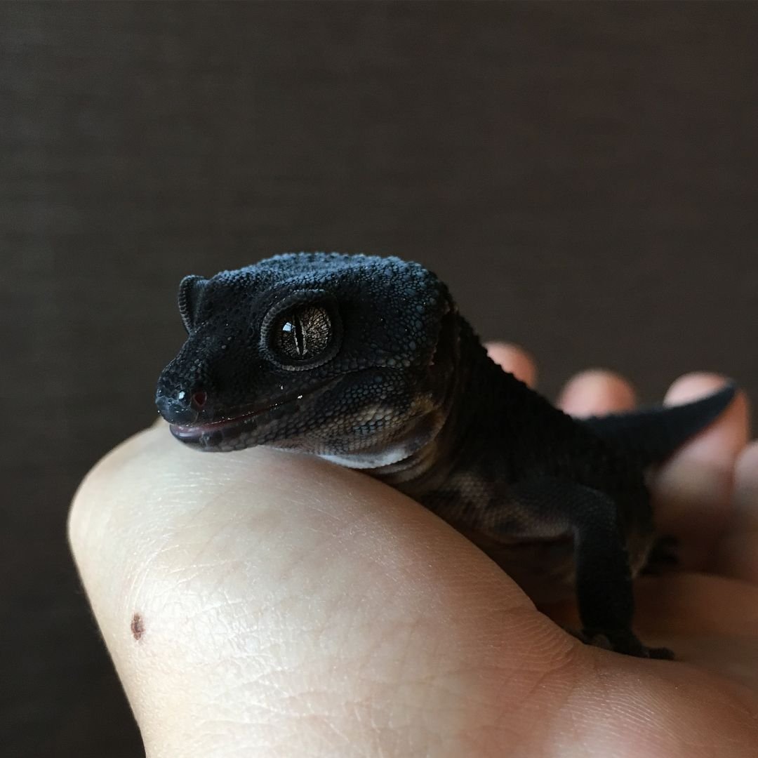 Эублефар морфы Black Night