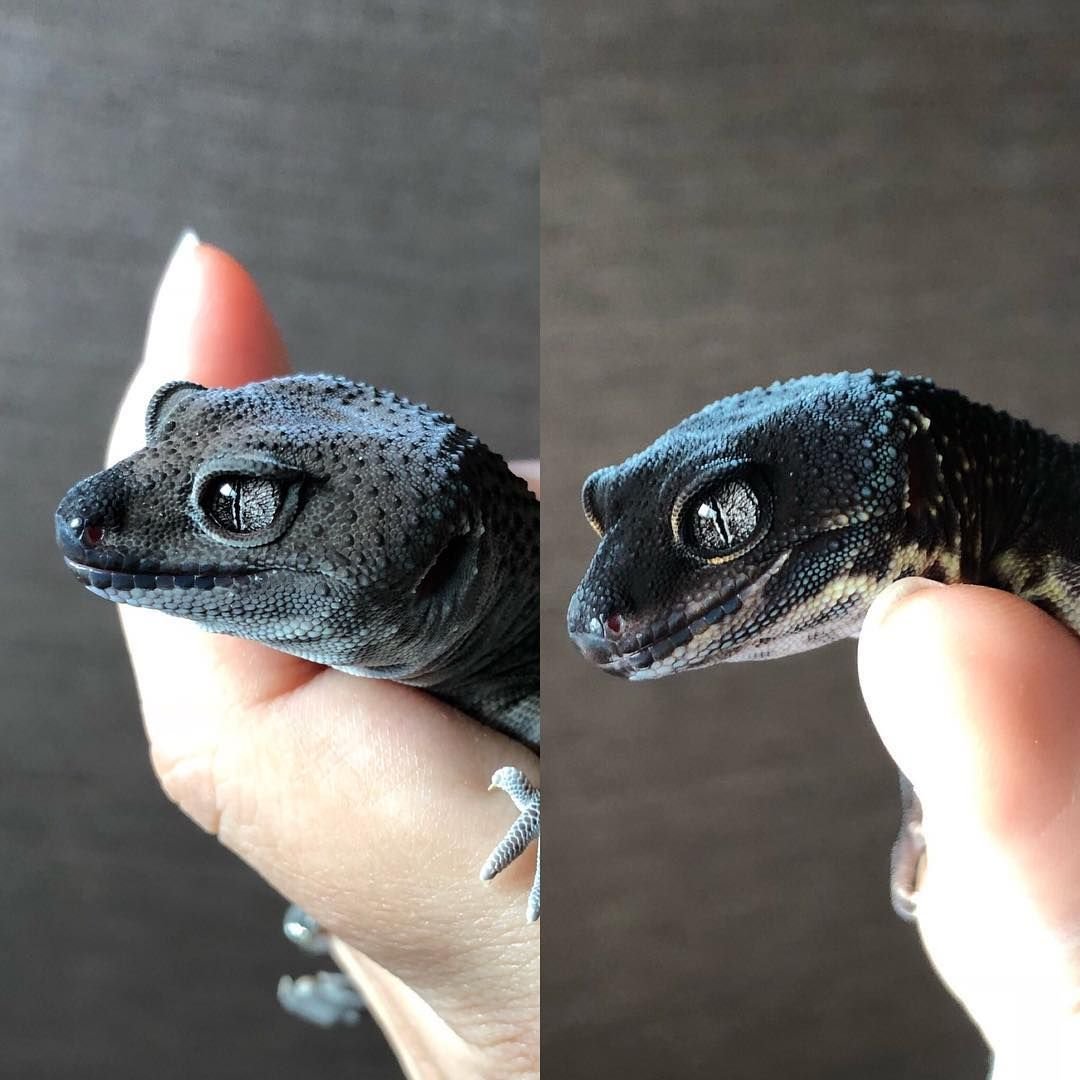 Эублефар морфы Black Night