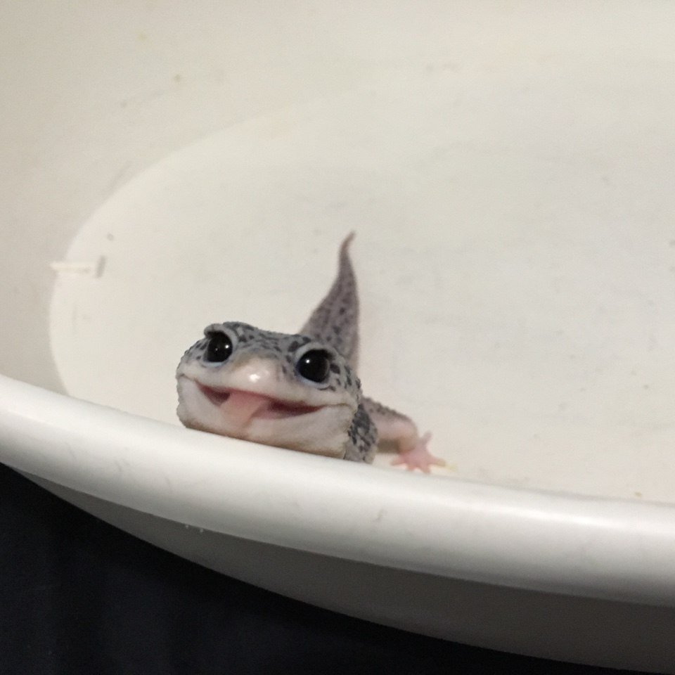 Ящерица улыбается Мем