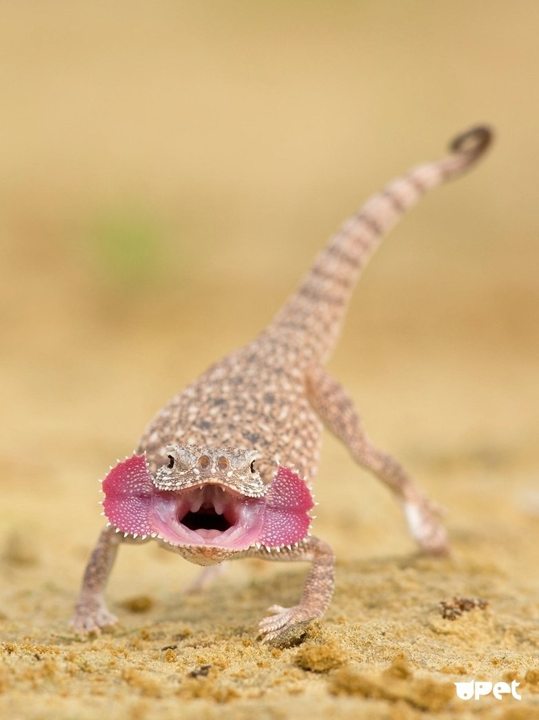 Круглоголовка вертихвостка