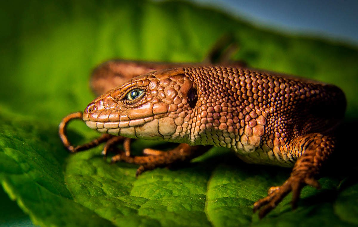 Пресмыкающиеся Варан