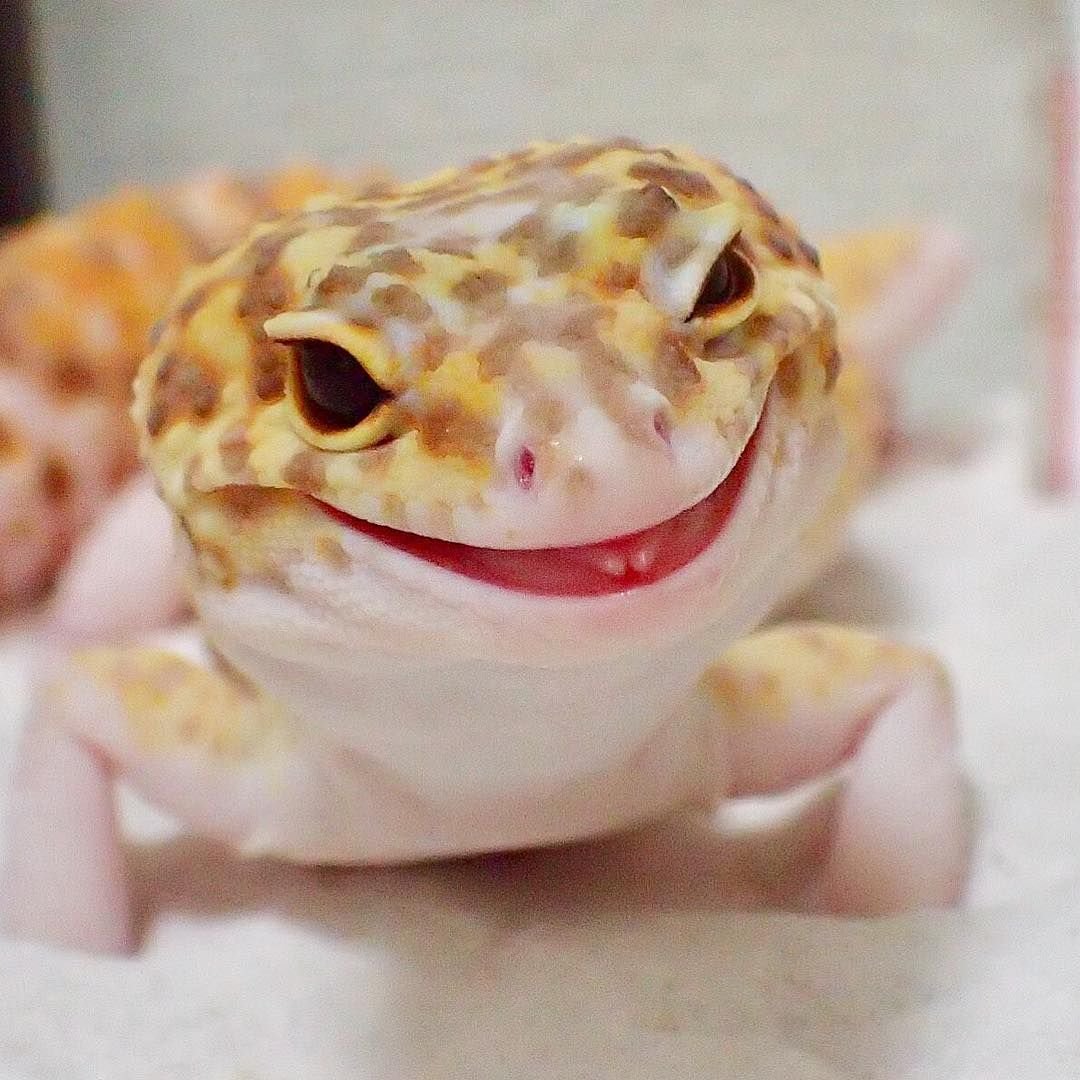 Геккон эублефар милые