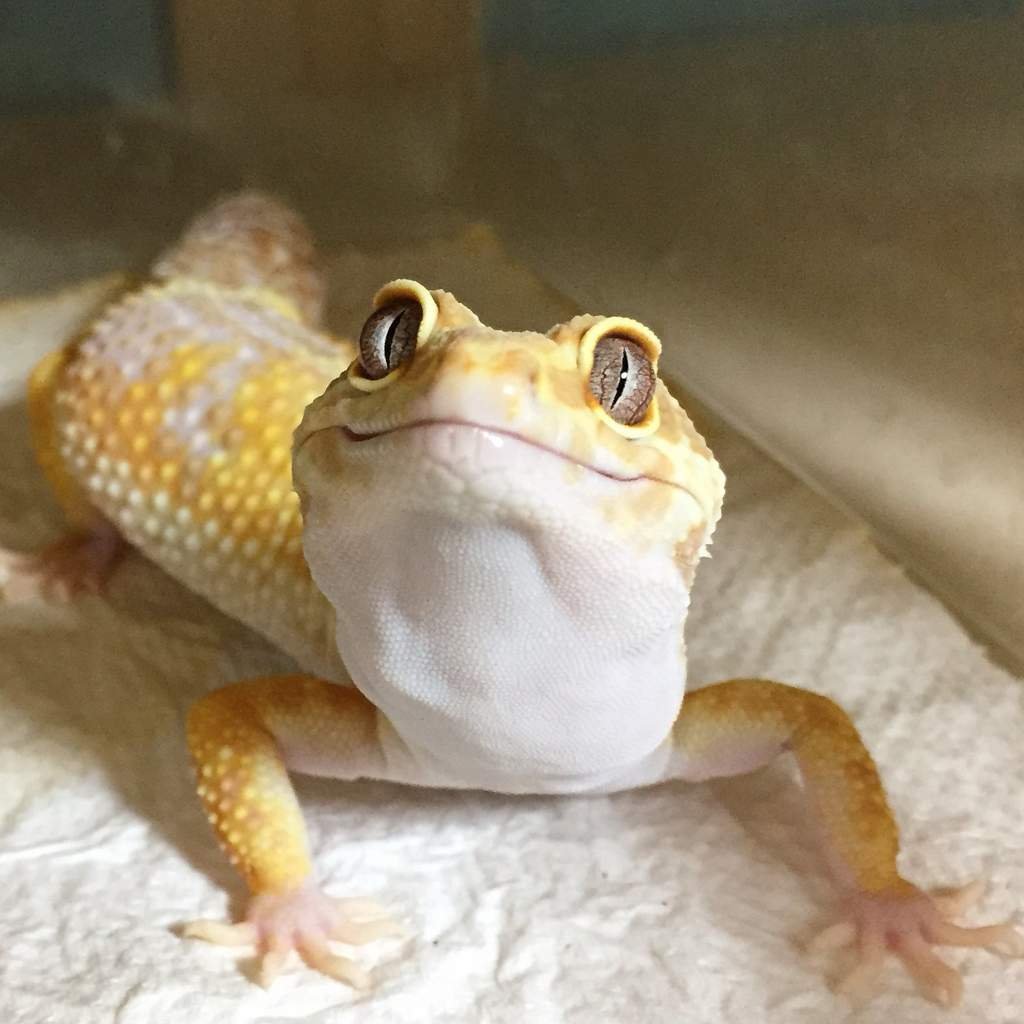 Ящерица пятнистый эублефар