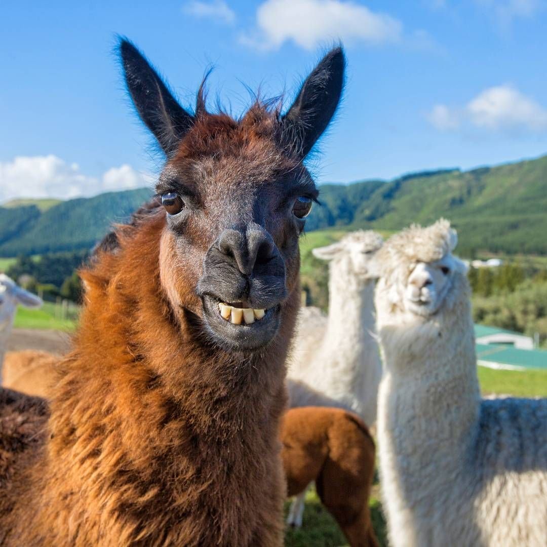 Лама альпака гуанако