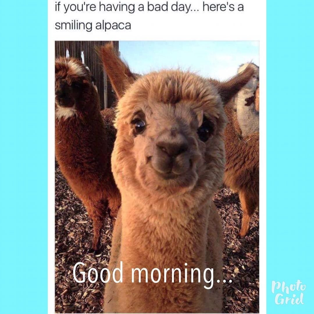 Мемы с альпаками