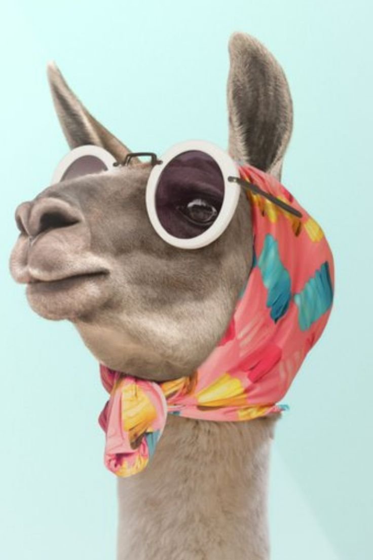 Лама с очками