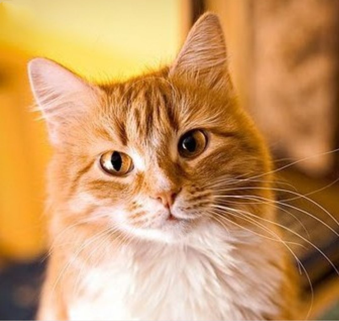 Серо рыжие коты