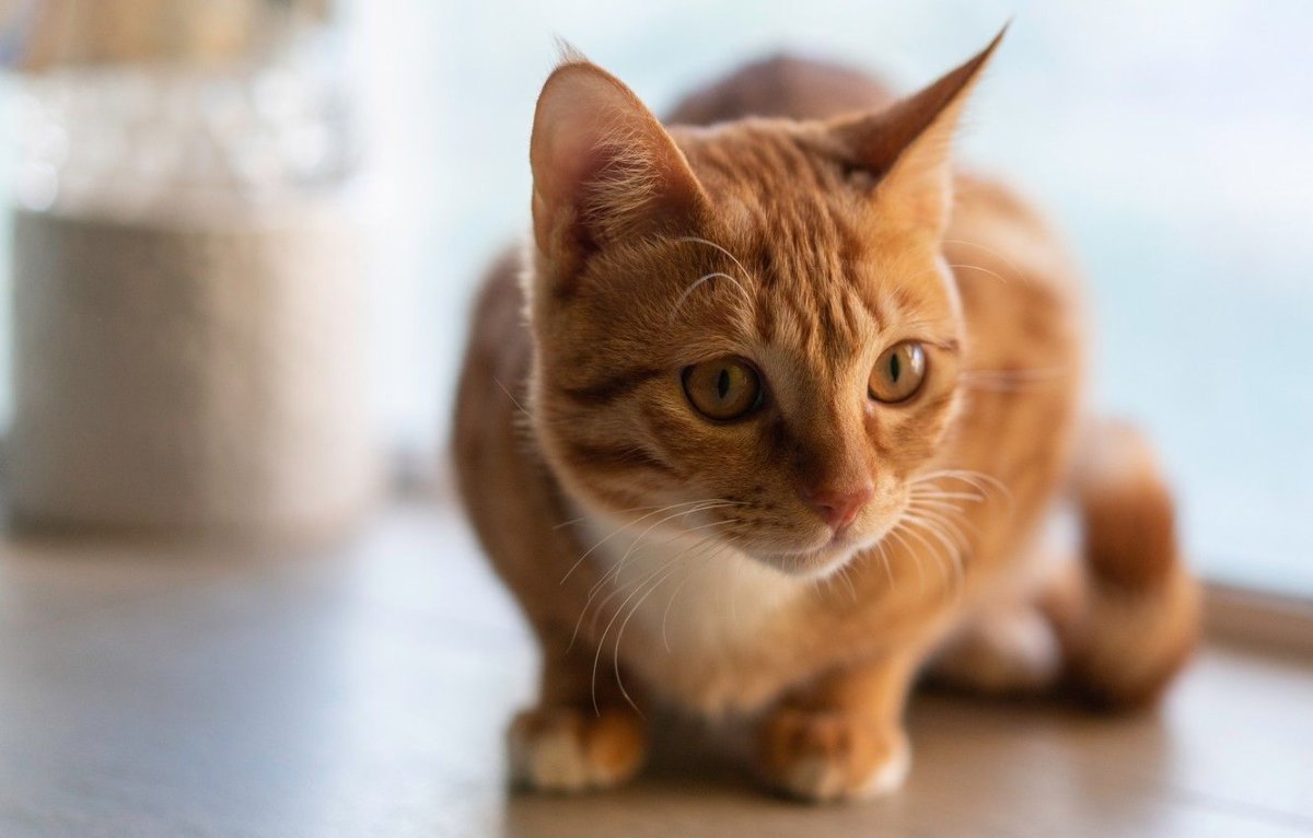 Светло рыжий кот