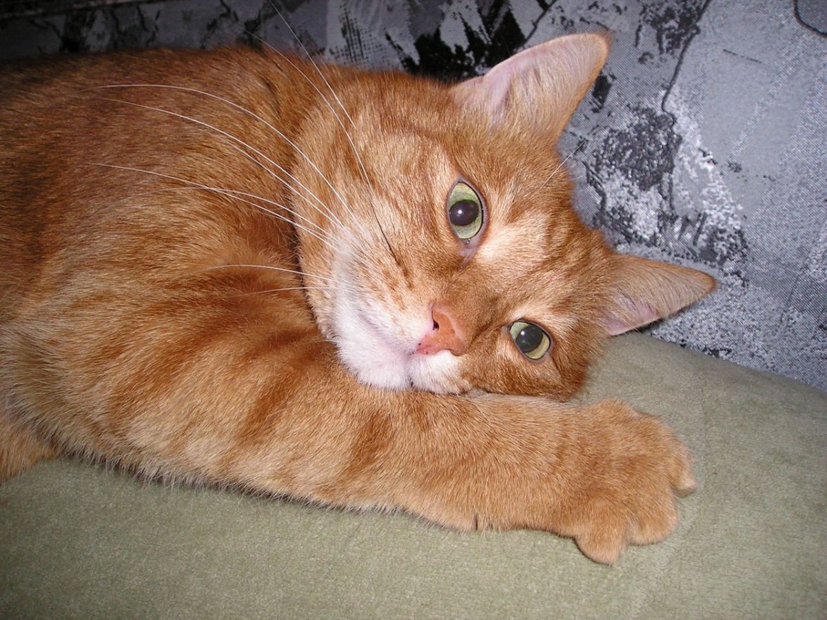 Рыжий кот