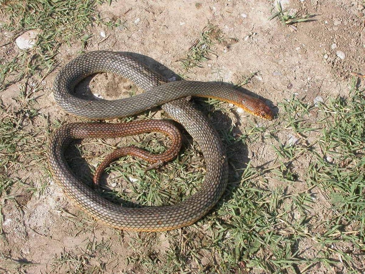 Желтобрюхий полоз (Dolichophis caspius)