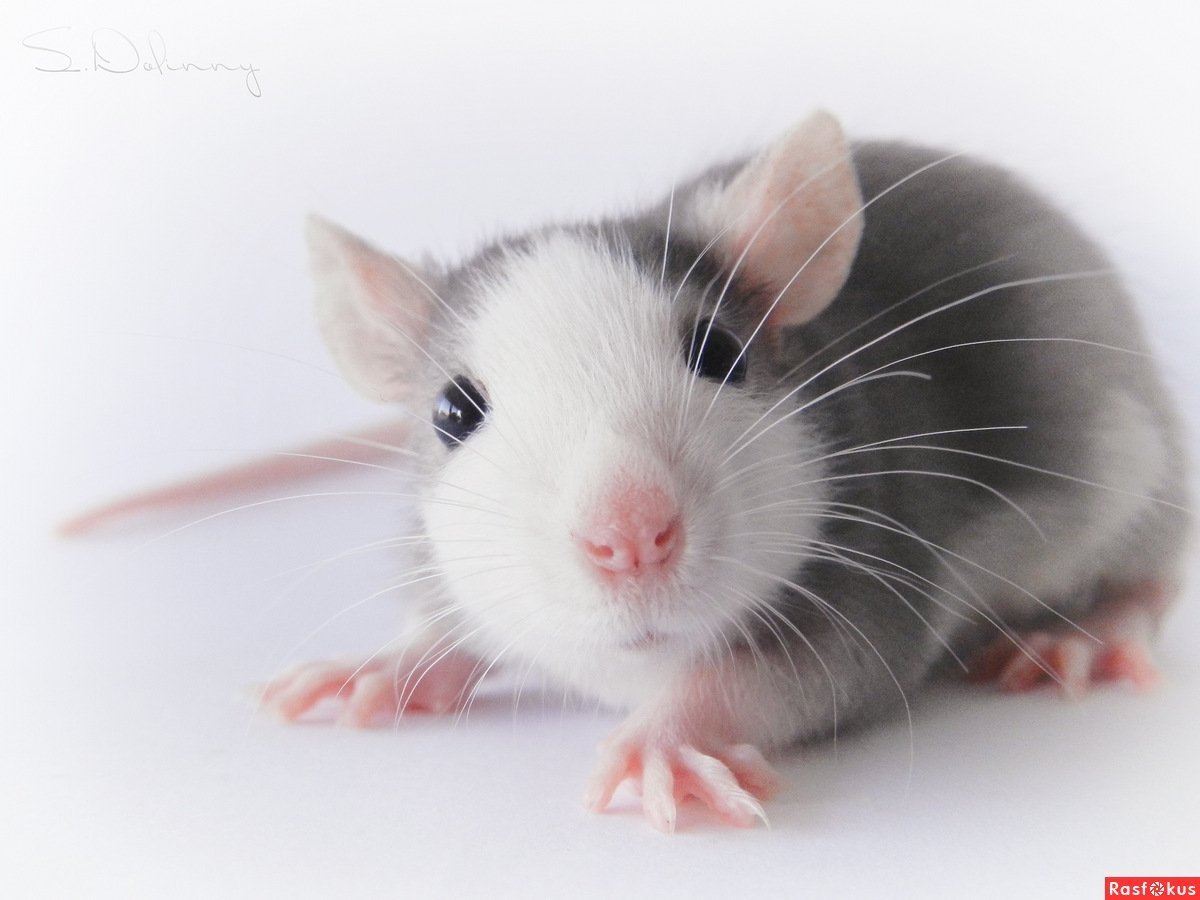Милая крыса