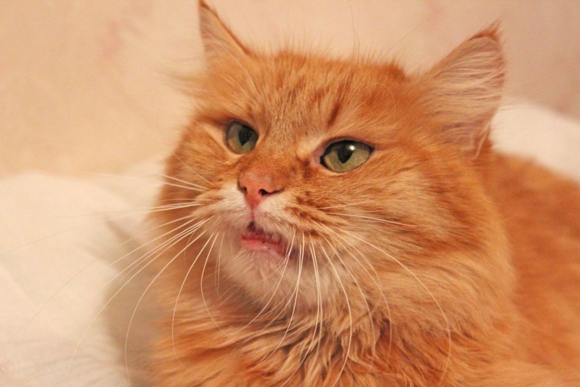 Рыжий кот с карими глазами