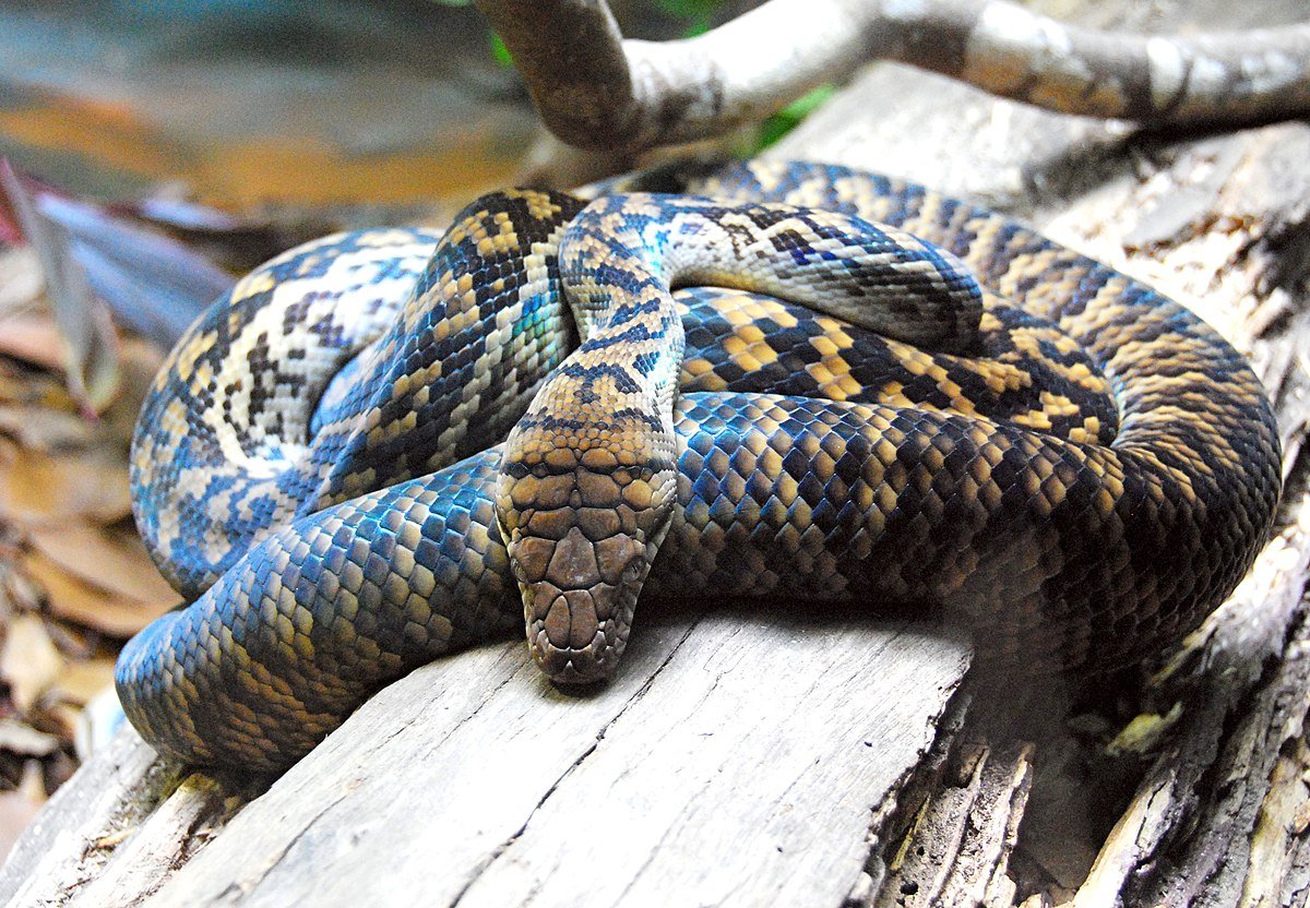 Ромбические австралийские питоны