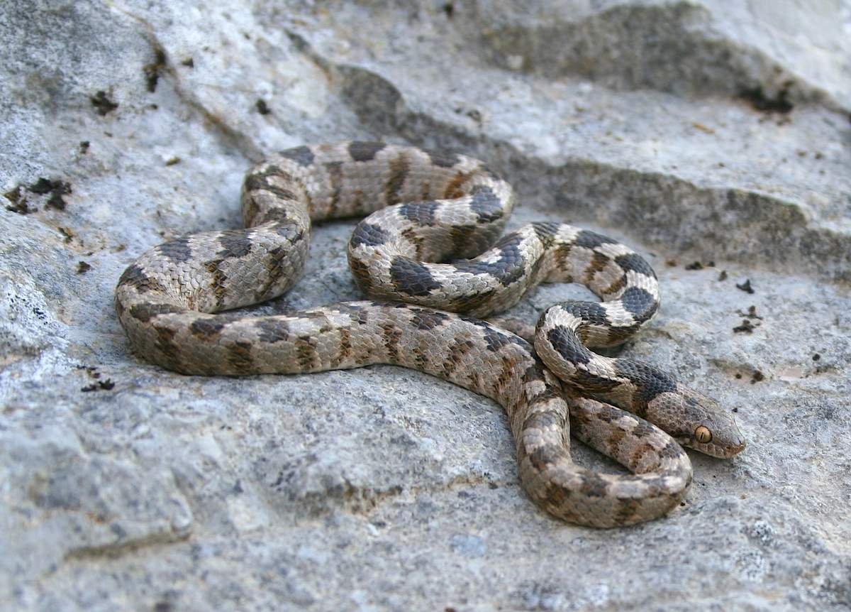 Кошачья змея (Telescopus fallax)