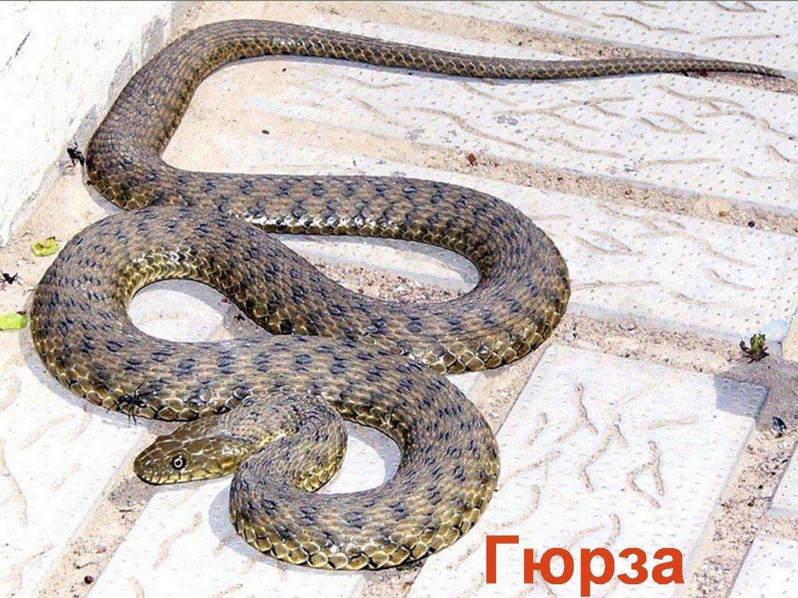 Гюрза Vipera lebetina