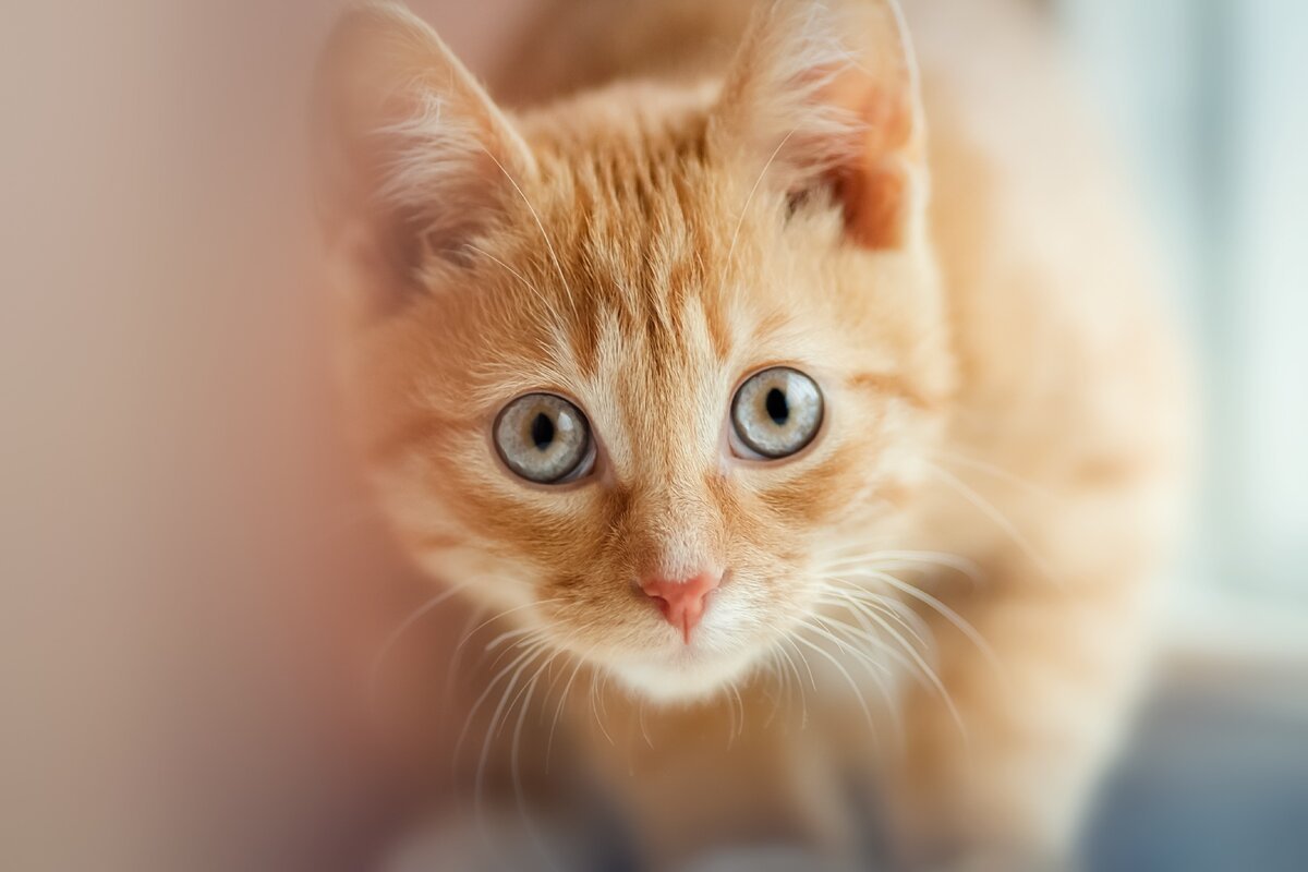 Картинки на рабочий стол кошки