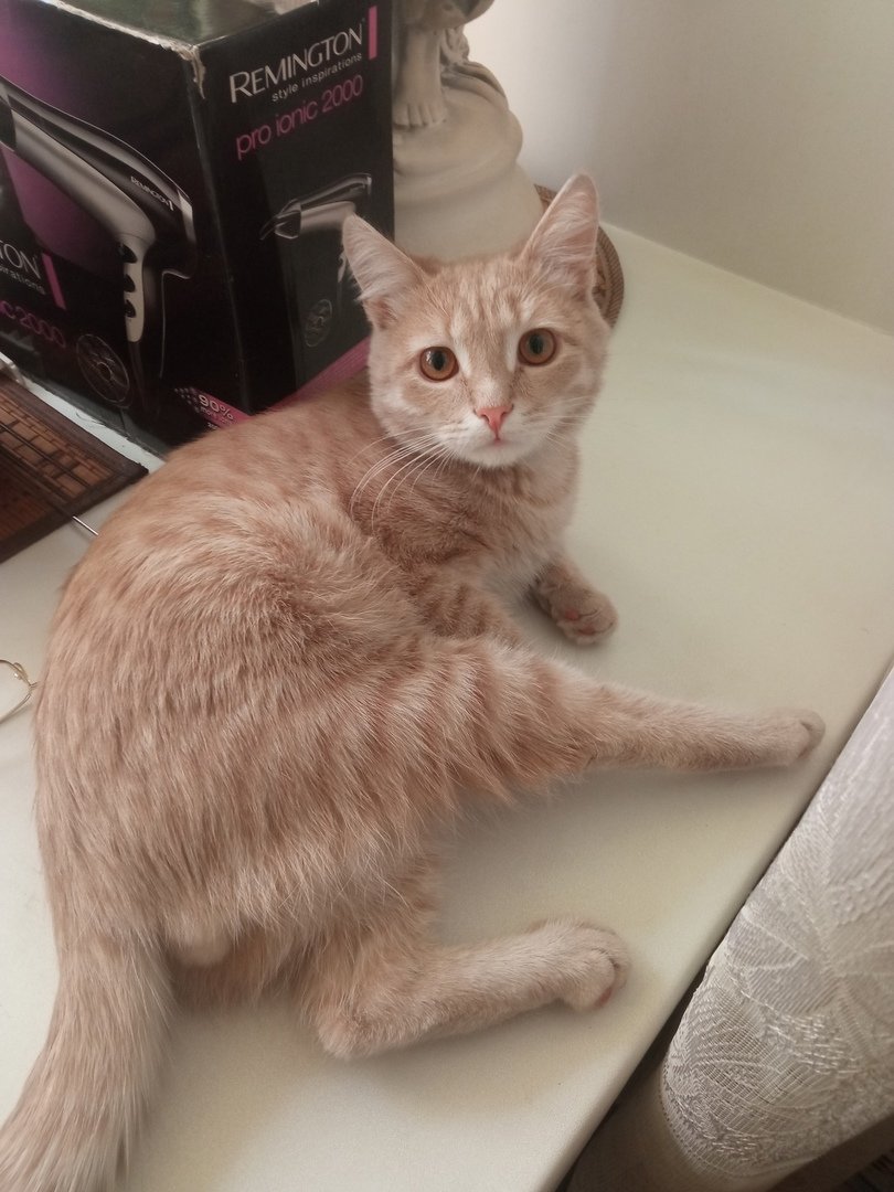 Рыжий котёнок