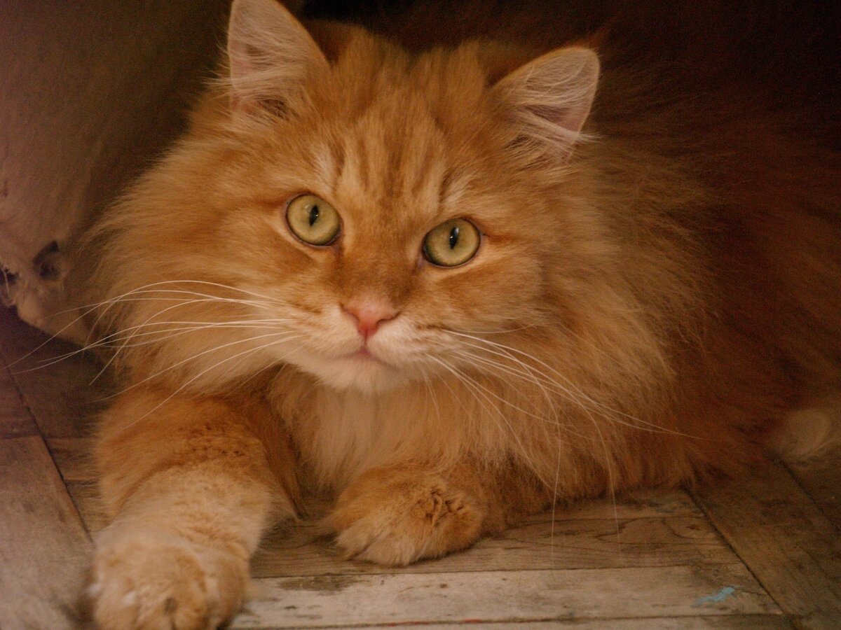 Рыжий котёнок