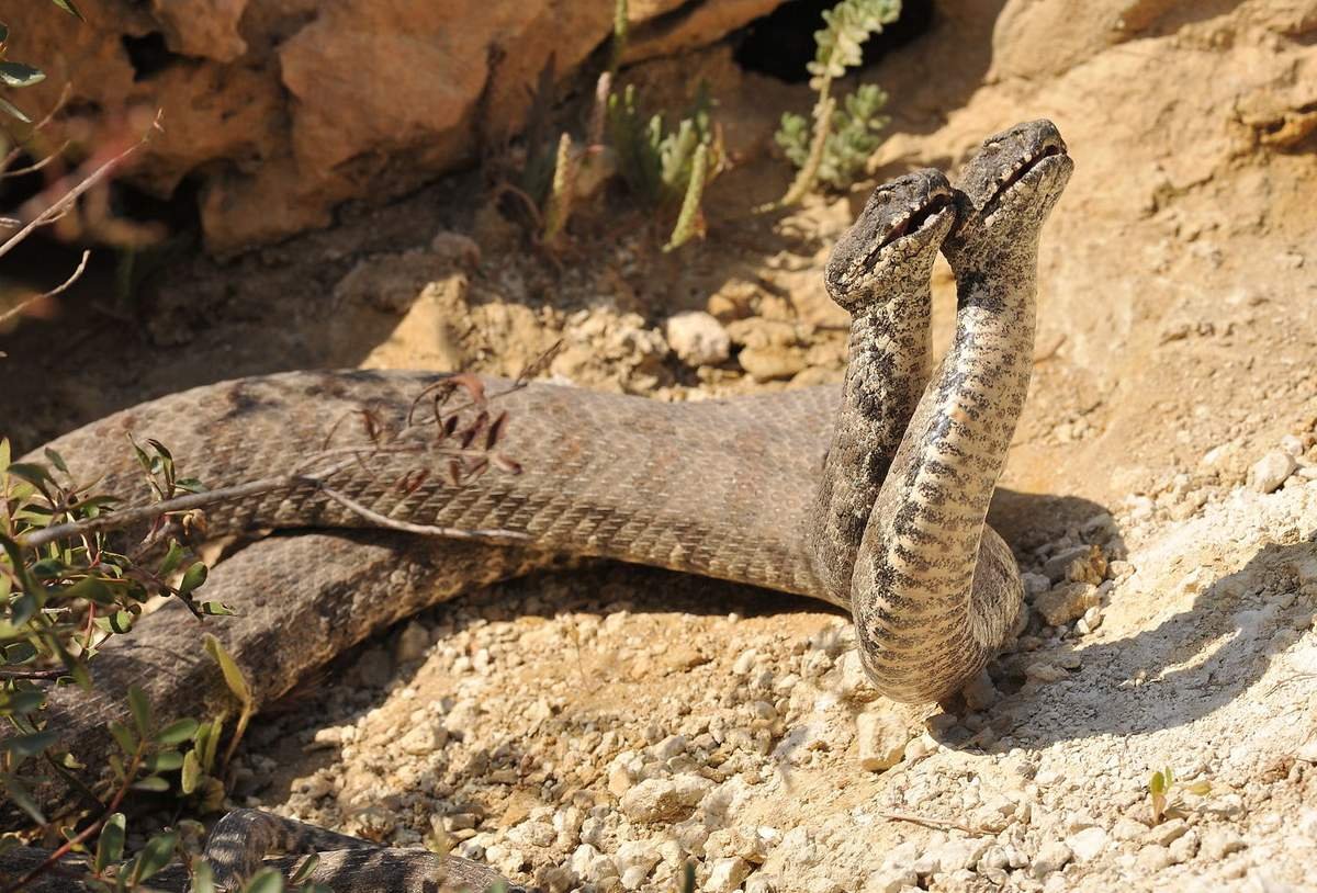 Ядовитая змея Гюрза