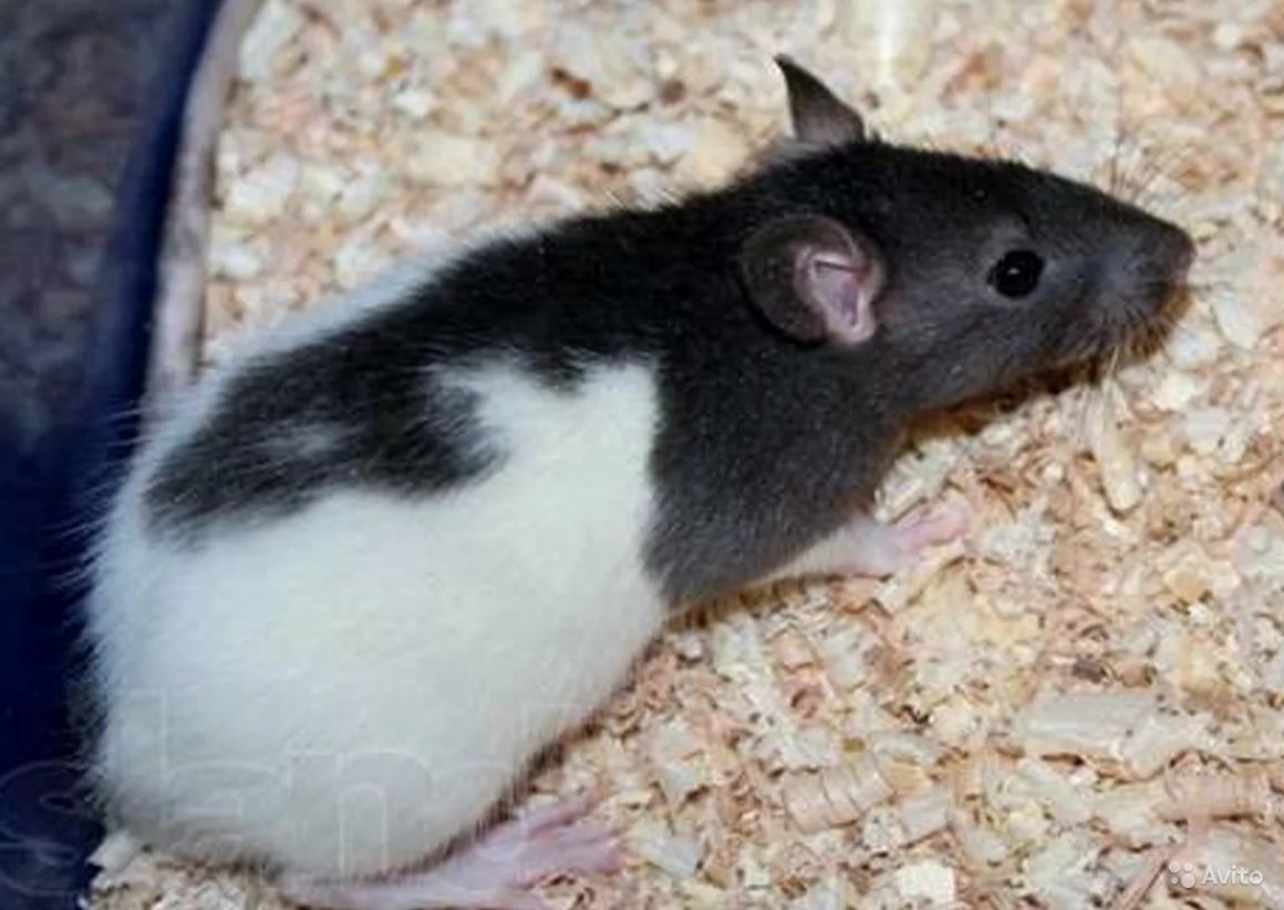 Крыса Дамбо бело черная