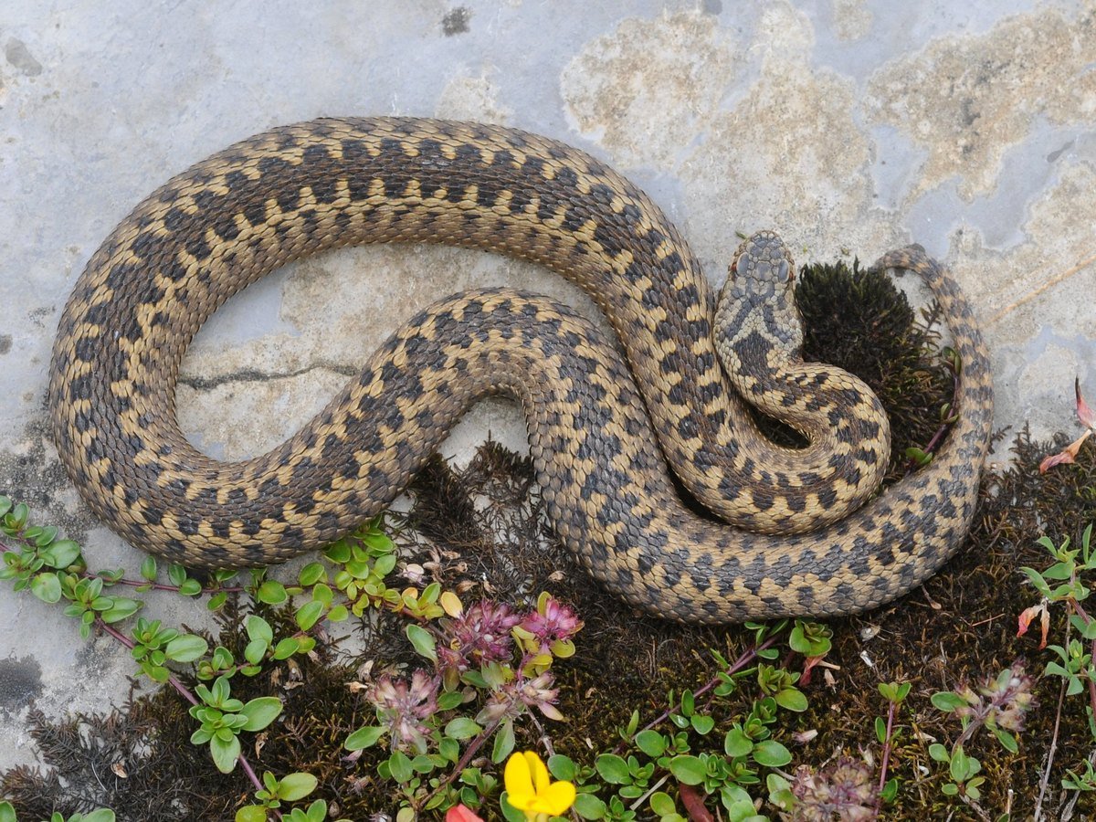 Кавказская Гюрза змея