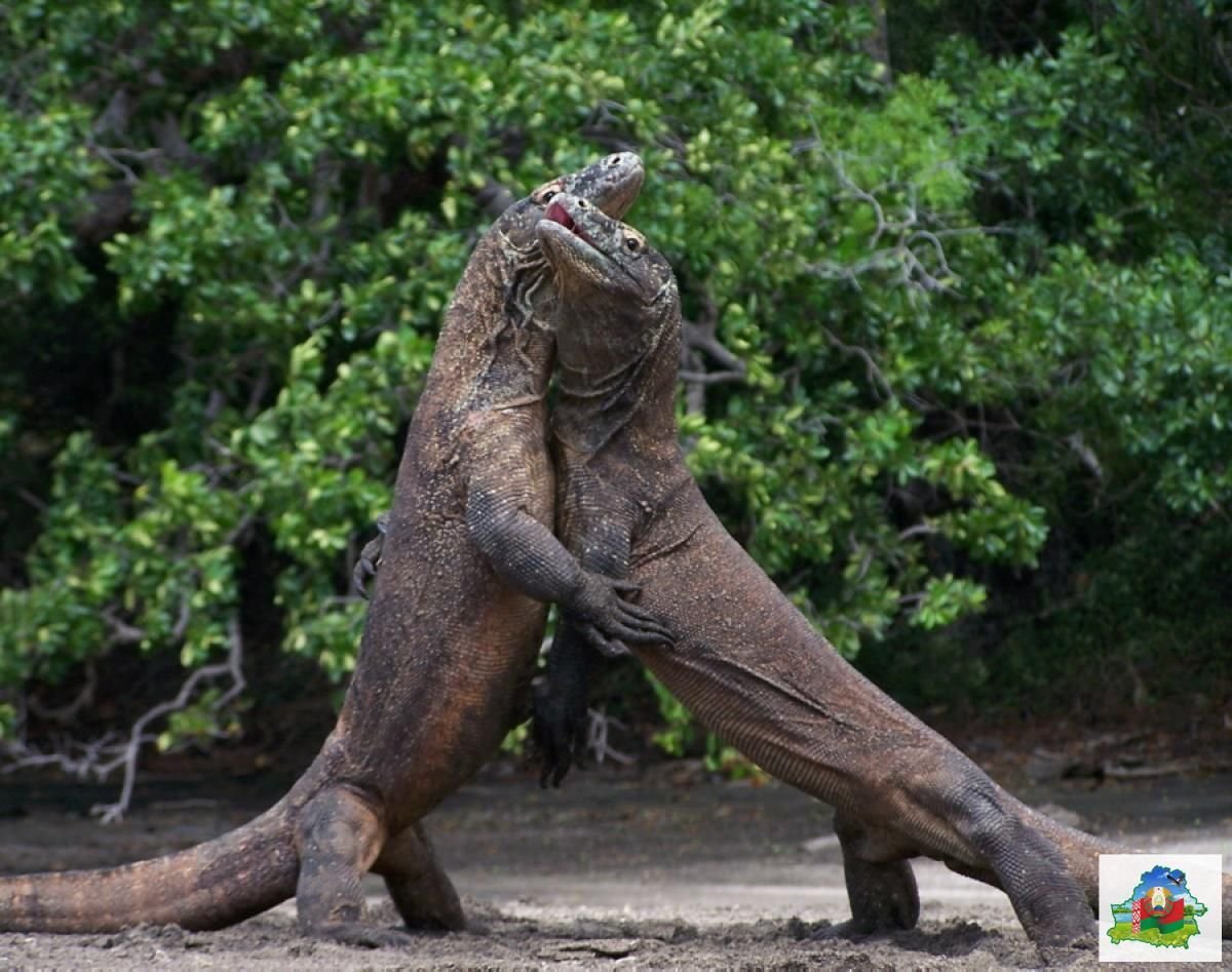 Время ящера. Комодский Варан. Варан дракон с острова Комодо. Комодский Варан (Komodo Dragon).