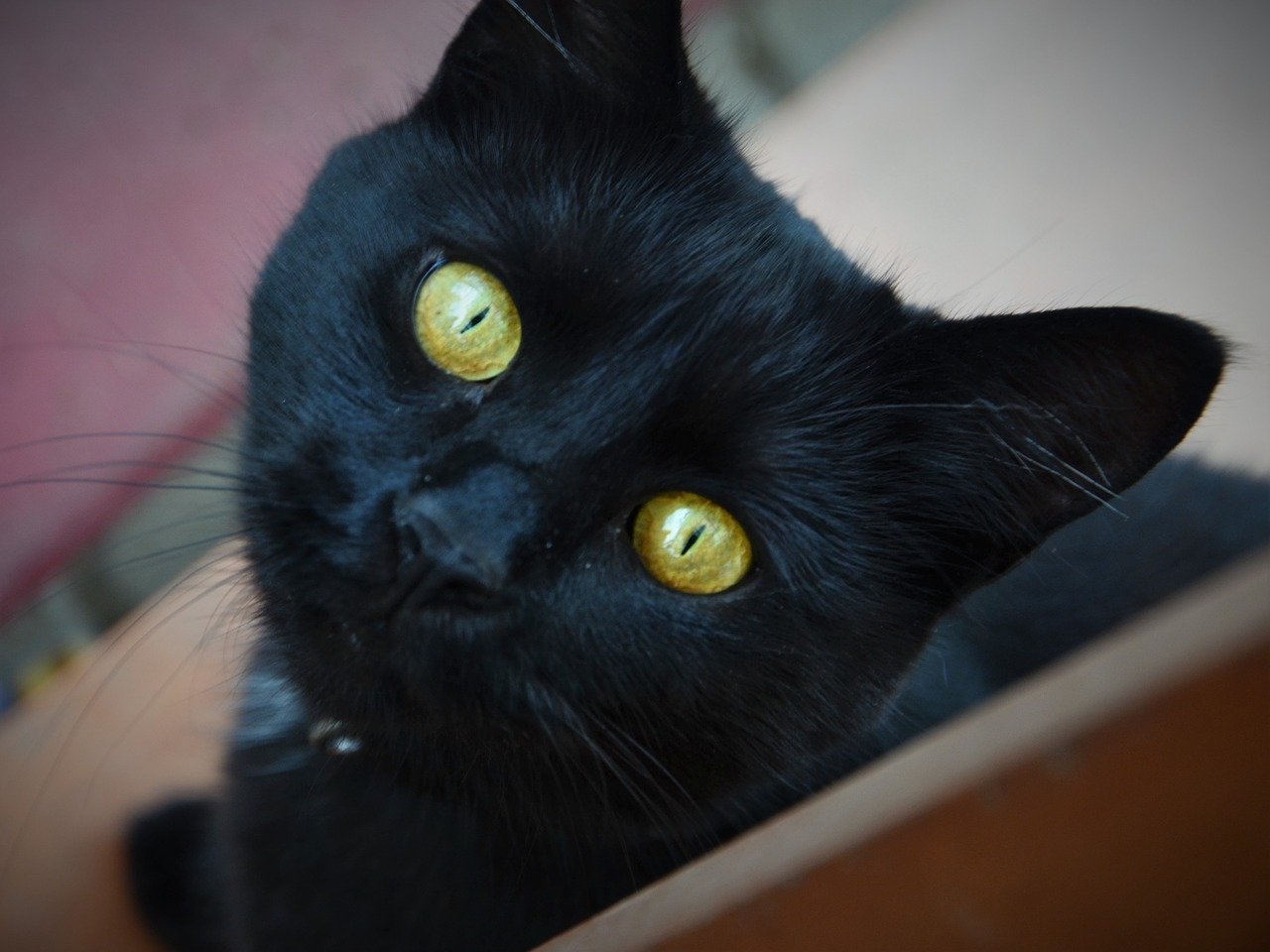 Порода черной кошки с желтыми глазами. Бомбейская кошка. Бомбейская кошка с желтыми глазами. Бомбейская кошка черная с желтыми глазами. Черная Бомбейская кошка с зелеными глазами.