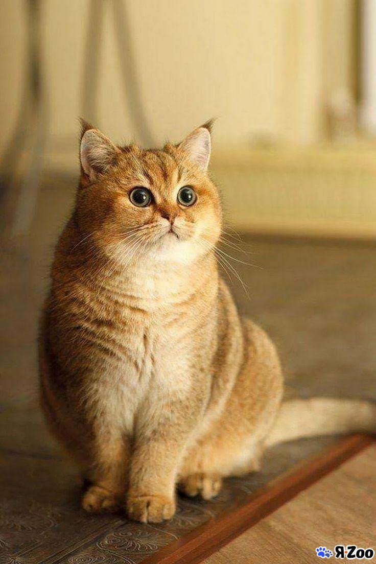 Британская Золотая шиншилла