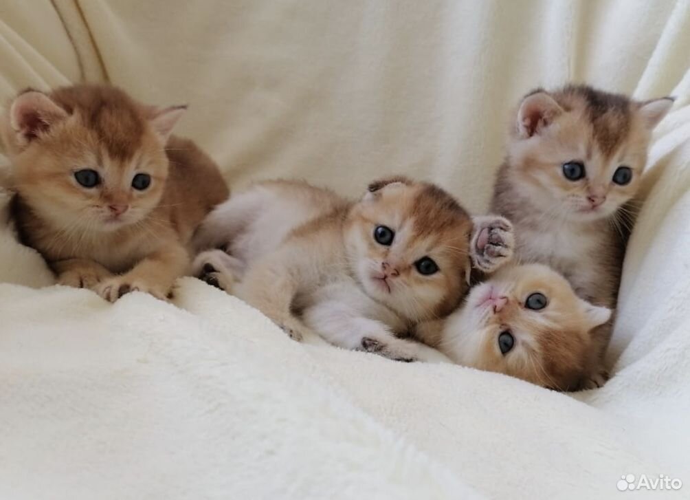 Коты британские шиншиллы