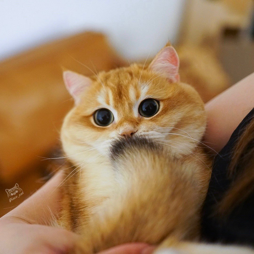 Британская Золотая шиншилла Манчкин