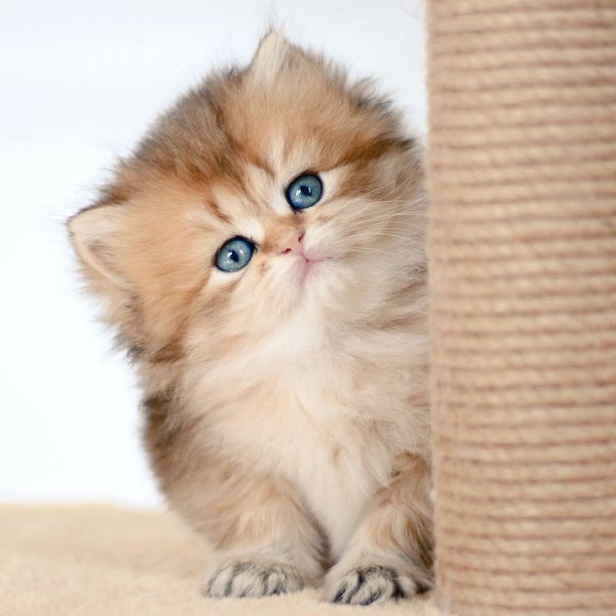 Золотистая гладкошерстная шиншилла