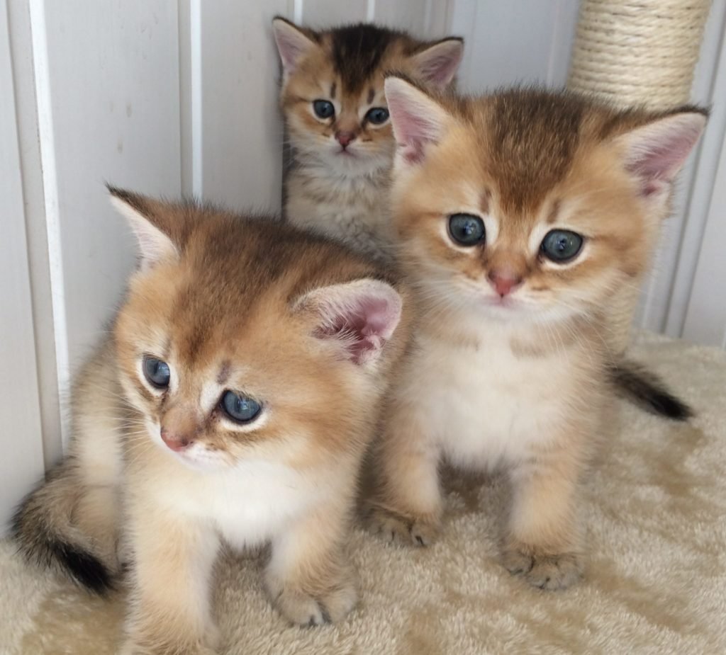 Маленький котенок